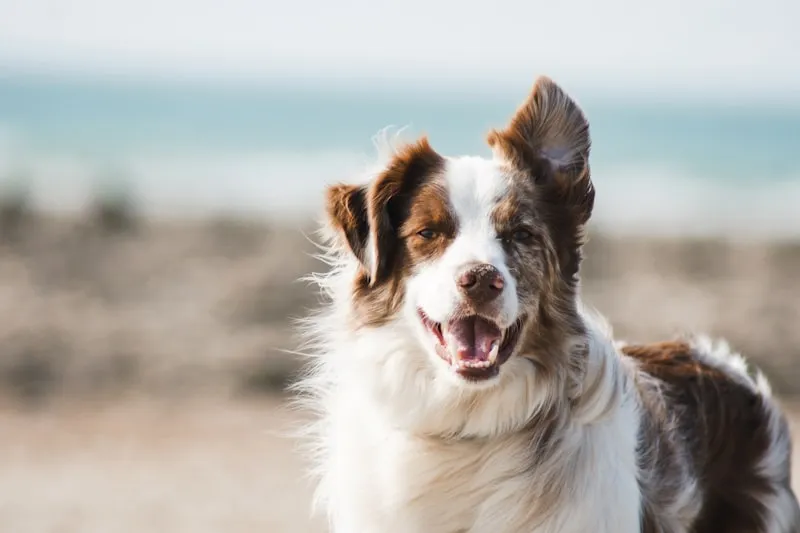Pet Supplies